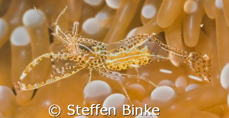 shrimp in Anemone by Steffen Binke 